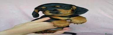 Miniature Dachshund 3