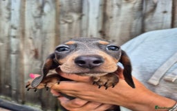 Miniature Dachshund dogs for sale: Miniature dachshund puppies  - Image 20