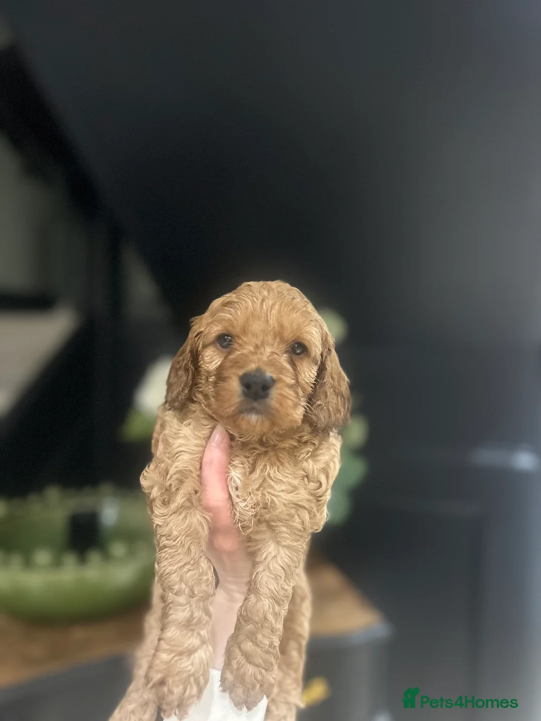 Cockapoo dogs for sale: Fully DNA health tested pups  - Advert 4