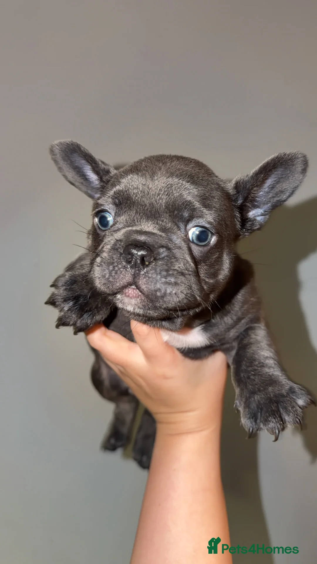 French Bulldog dogs for sale: Gorgeous Lilac, Pink Isabella, & Blue Frenchies - Advert 29