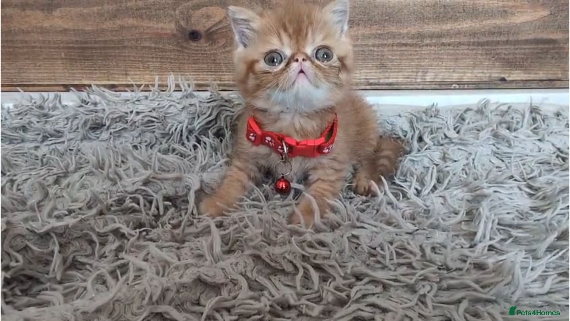 Persian cats 🐾 Beautiful Persian Kittens 🐾 - Advert 1