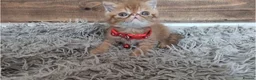Persian cats for sale: 🐾 Beautiful Persian Kittens 🐾 - Advert 17