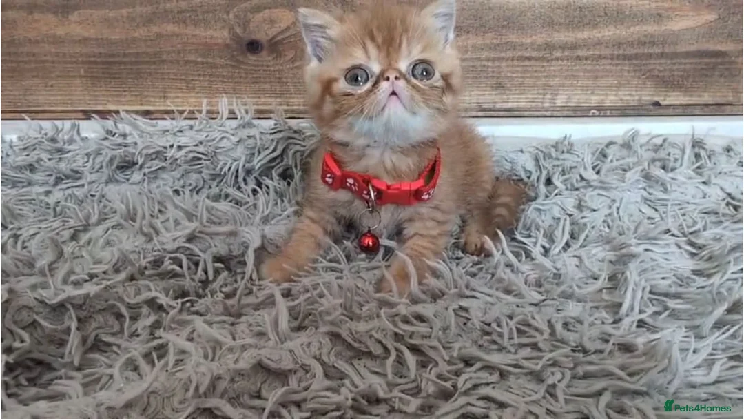 Persian cats for sale: 🐾 Beautiful Persian Kittens 🐾 - Advert 2
