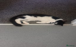 British Longhair cats for sale: Maximus  - Image 5