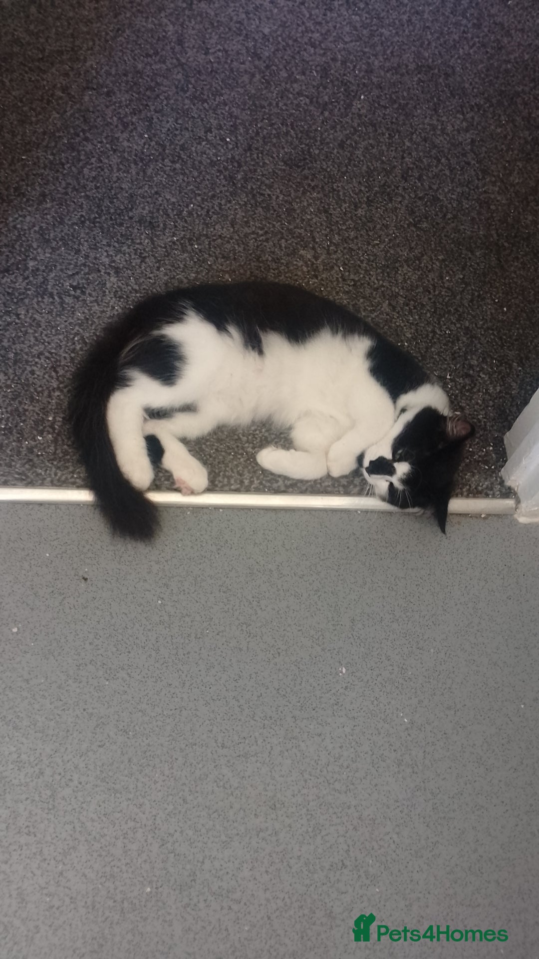 British Longhair cats for sale: Maximus  - Image 5