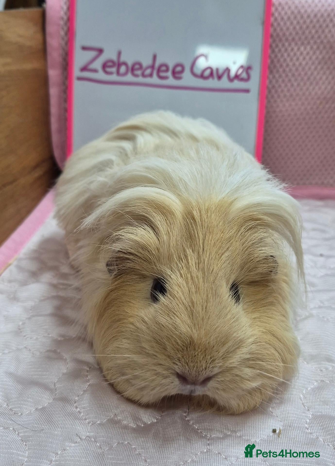 Guinea Pig rodents Sheltie Cavies - Advert 2