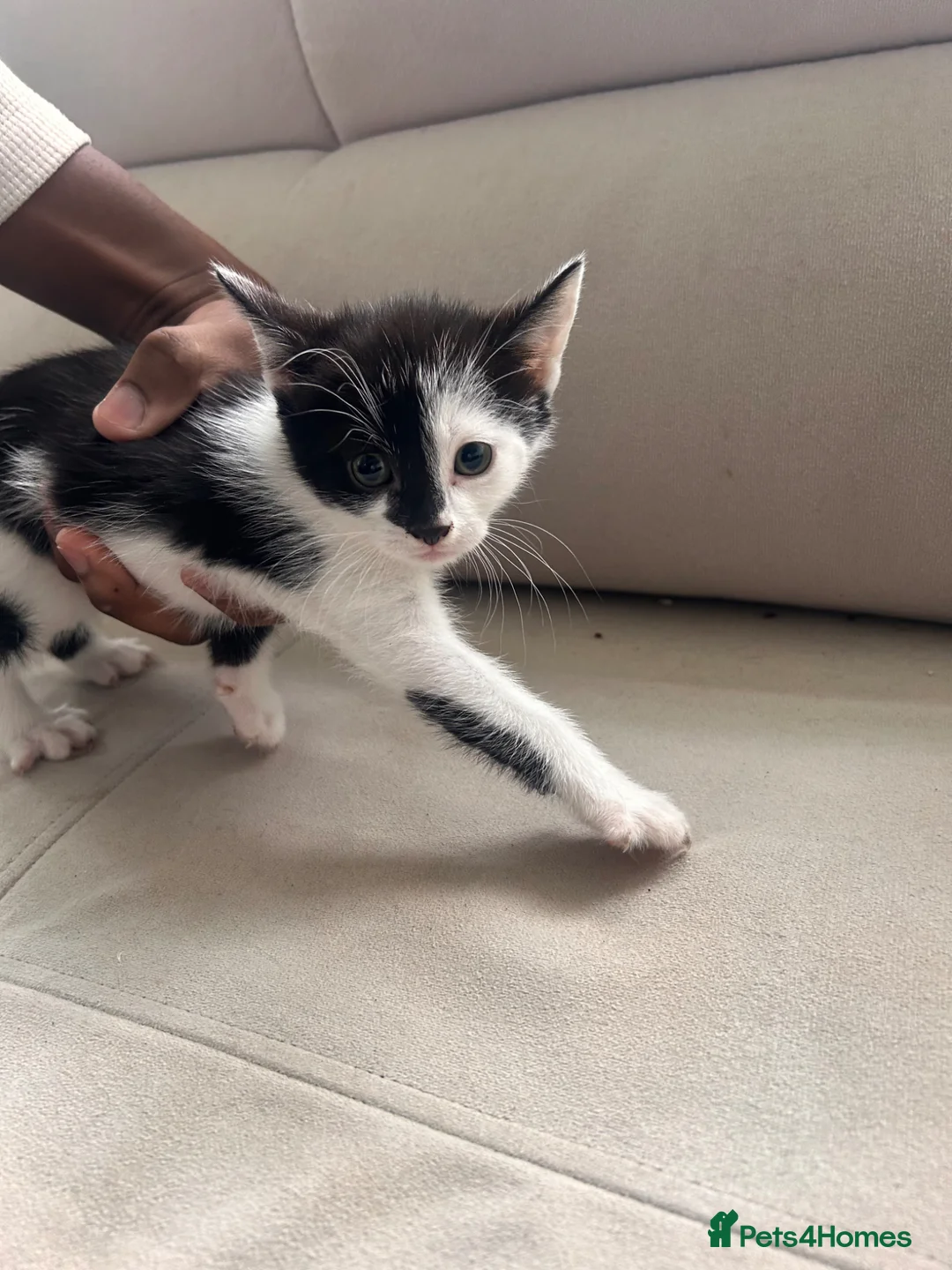 Mixed Breed cats for sale: Kittens  - Advert 7