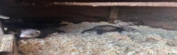 Ferret rodents for sale: 6 hob ferret kits for sale in Atherstone - Advert 2