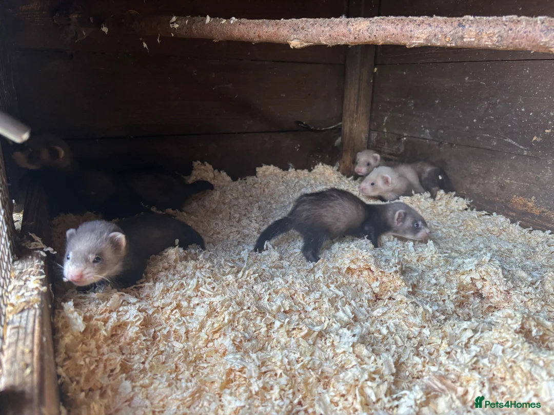 Ferret rodents for sale: 6 hob ferret kits for sale in Atherstone - Advert 2