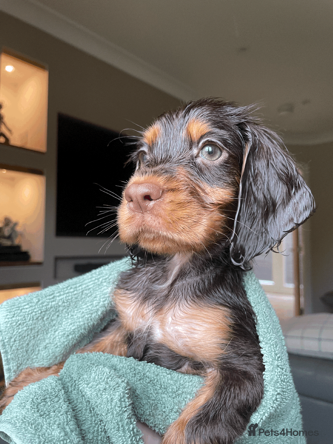 Cocker Spaniel dogs for sale: Cocker Spaniel Pups Outstanding Pedigree Lines! - Advert 10