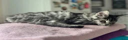 Maine Coon cats for sale: Georgeous Maine coon kittens active register - Advert 4