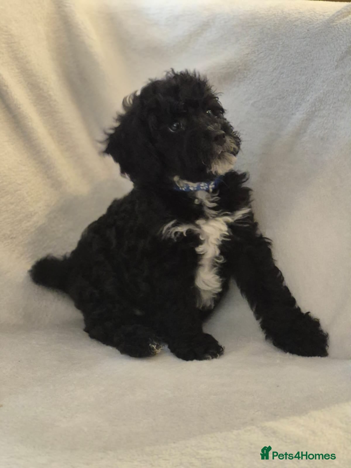 Lhasapoo dogs Gorgeous Lhachon/Poodle - Advert 2