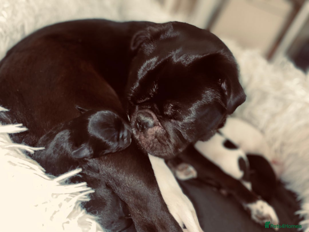 Chug dogs for sale: Chug puppies - Image 10
