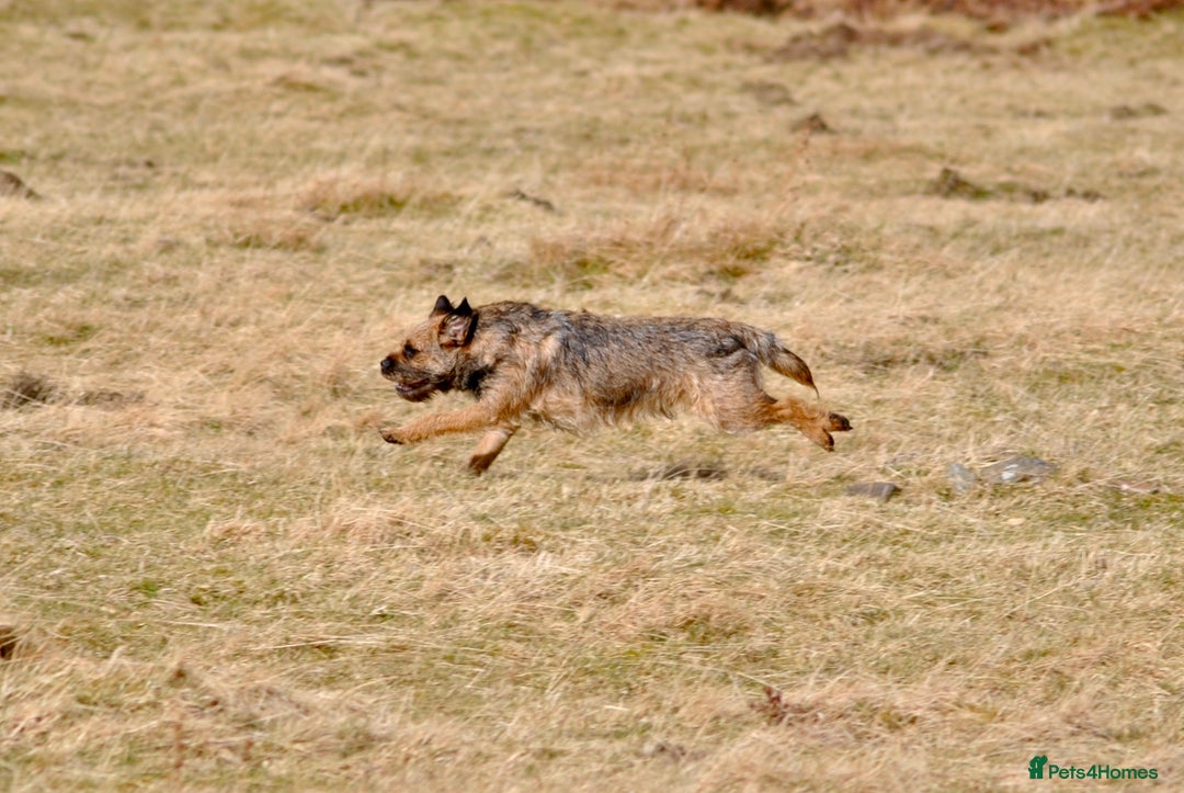 Border Terrier dogs for stud: SLEM Clear - KC Registered Stud Dog in Laurencekirk - Advert 12