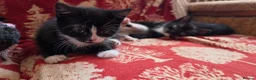 Mixed Breed cats for sale: Adorable Kittens Ready for their forever Homes - Advert 37