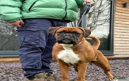 Boxer dogs for sale: Champion Sired KC Reg boxer puppies available - Image 13