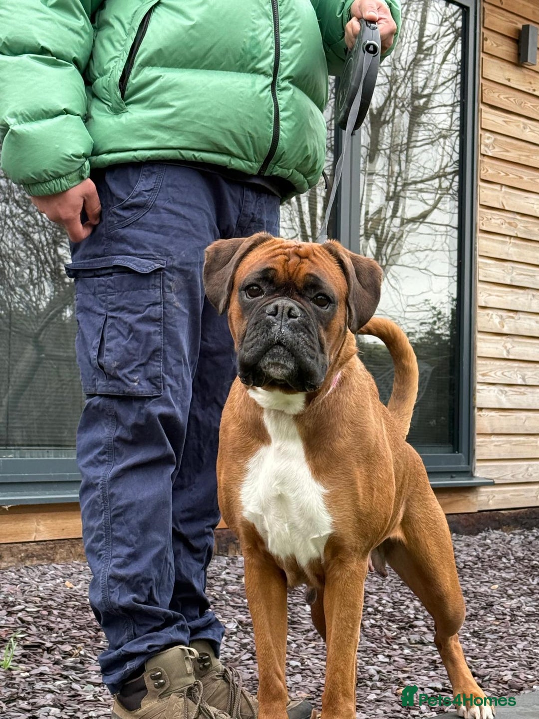 Boxer dogs for sale: Champion Sired KC Reg boxer puppies available - Image 13