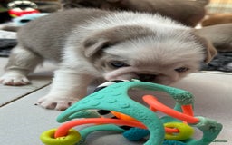 Pug dogs for sale: Stunning litter lilac tans and lilac tan pandas - Image 6