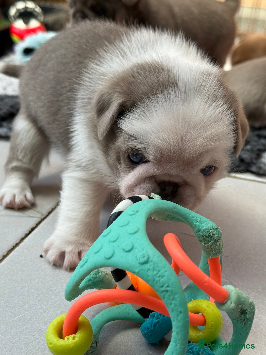 Pug dogs for sale: Stunning litter lilac tans and lilac tan pandas - Image 6