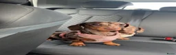 Miniature Dachshund dogs for sale: Two Beautiful Miniature Dachshunds  in Manchester - Advert 6
