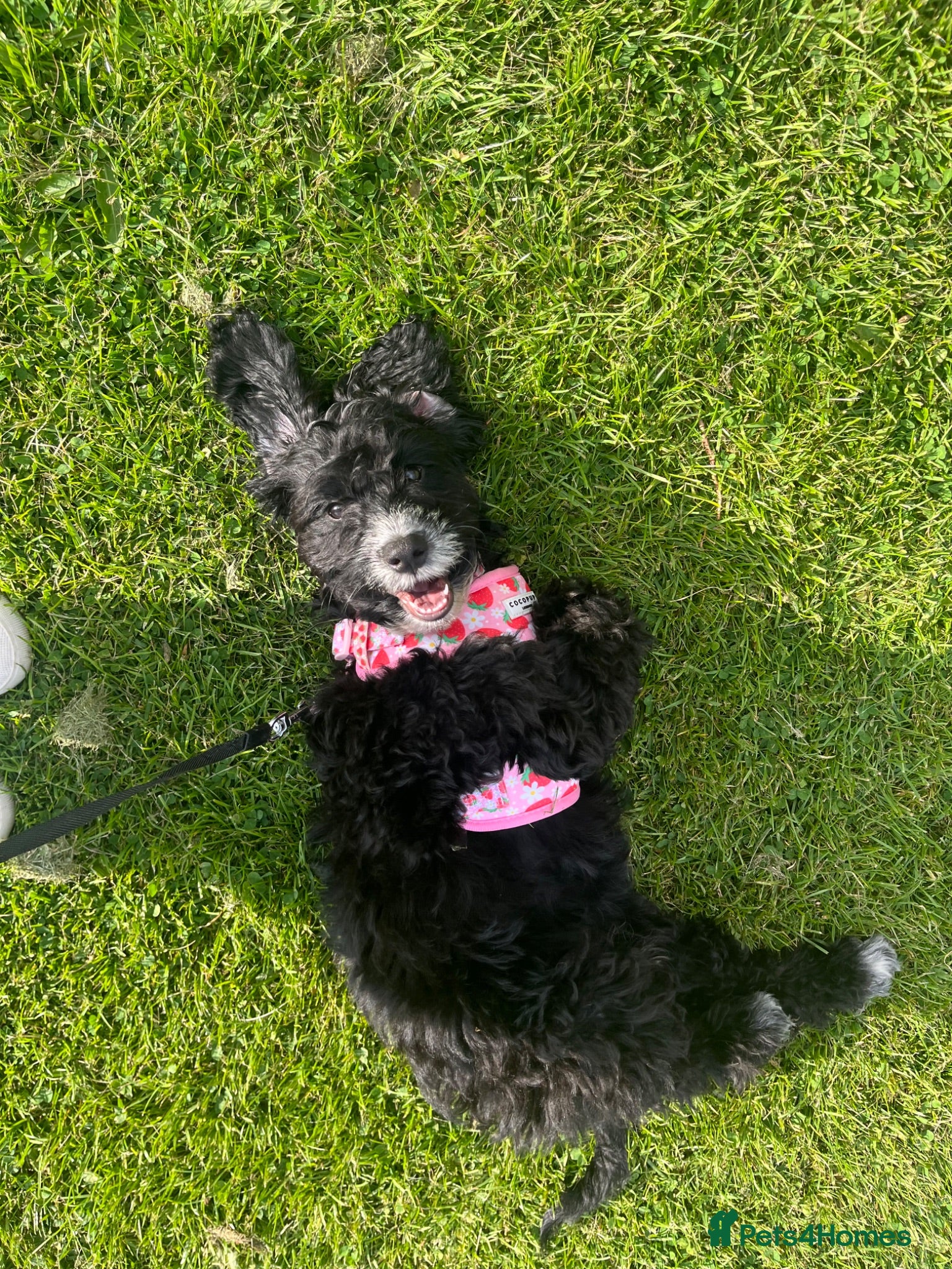 Sproodle dogs Cockapoo puppy girl 15 weeks old  - Advert 1