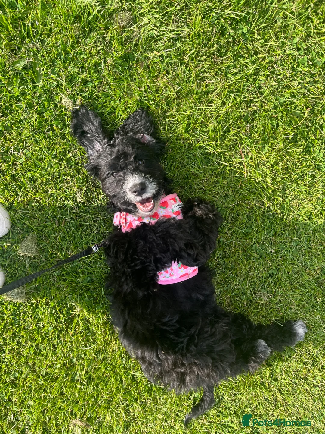 Sproodle dogs for sale: Cockapoo puppy girl 15 weeks old  - Advert 1