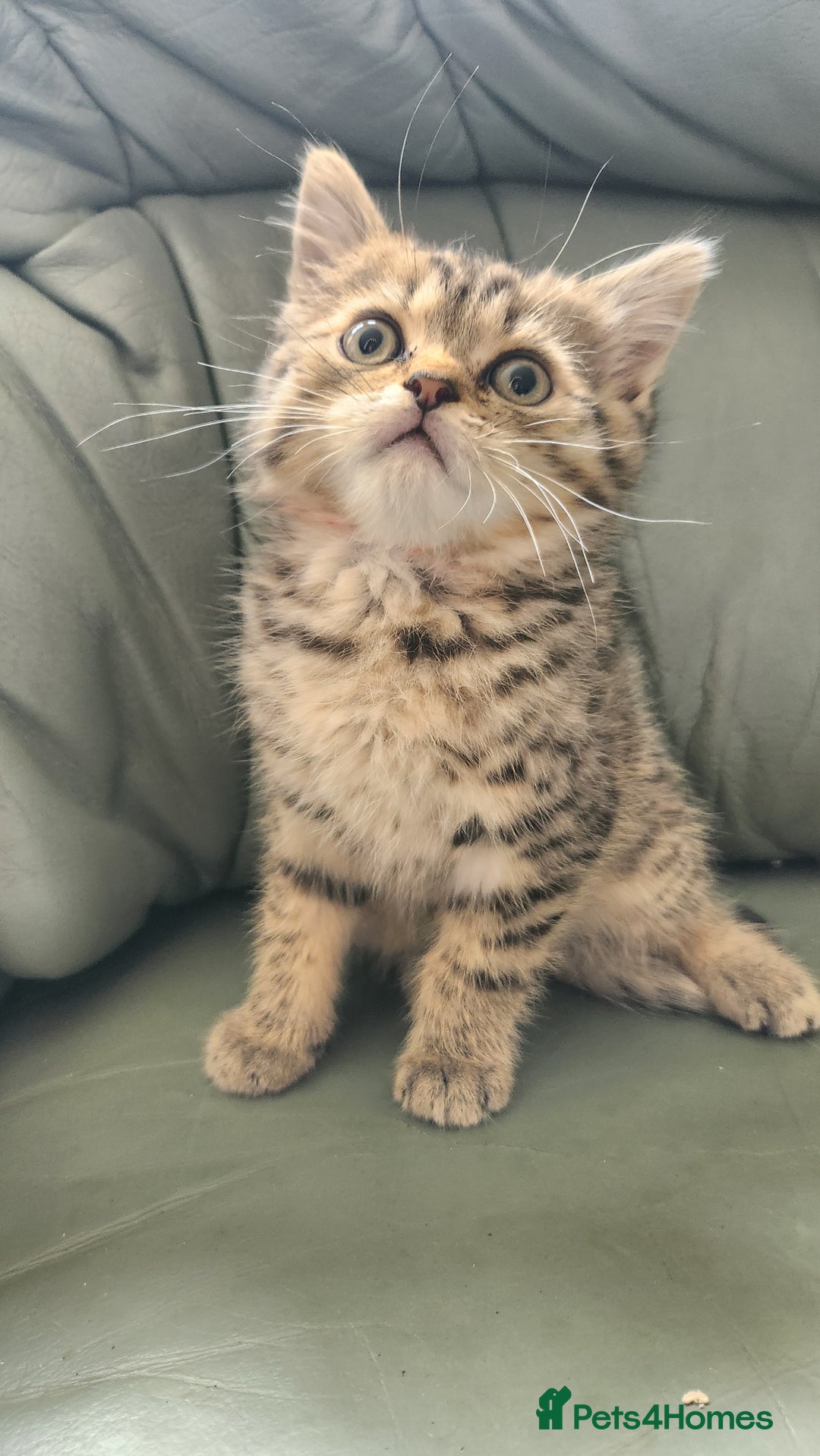 Persian cats for sale: 2 little ones looking for loving homes - Image 7