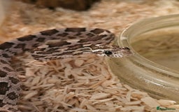 Corn Snake reptiles for sale: Anery corn snake 2024 - Image 3