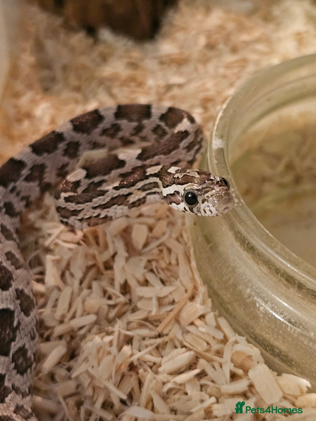 Corn Snake reptiles for sale: Anery corn snake 2024 - Image 3