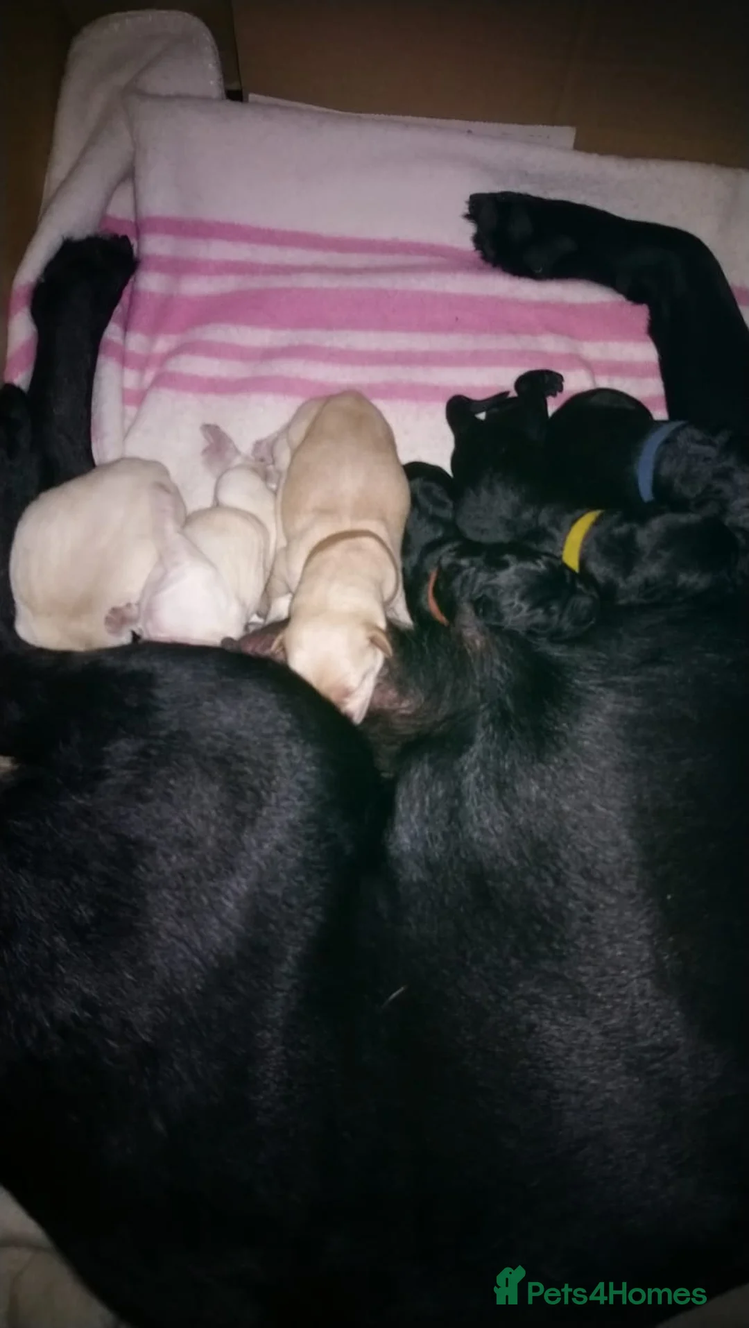 Labrador Retriever dogs for stud: Purple Genie (Duke)  Well proven stud in West Bromwich - Advert 25