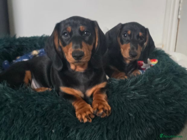 Dachshund dogs Beautiful Dachshund Puppies - Advert 5