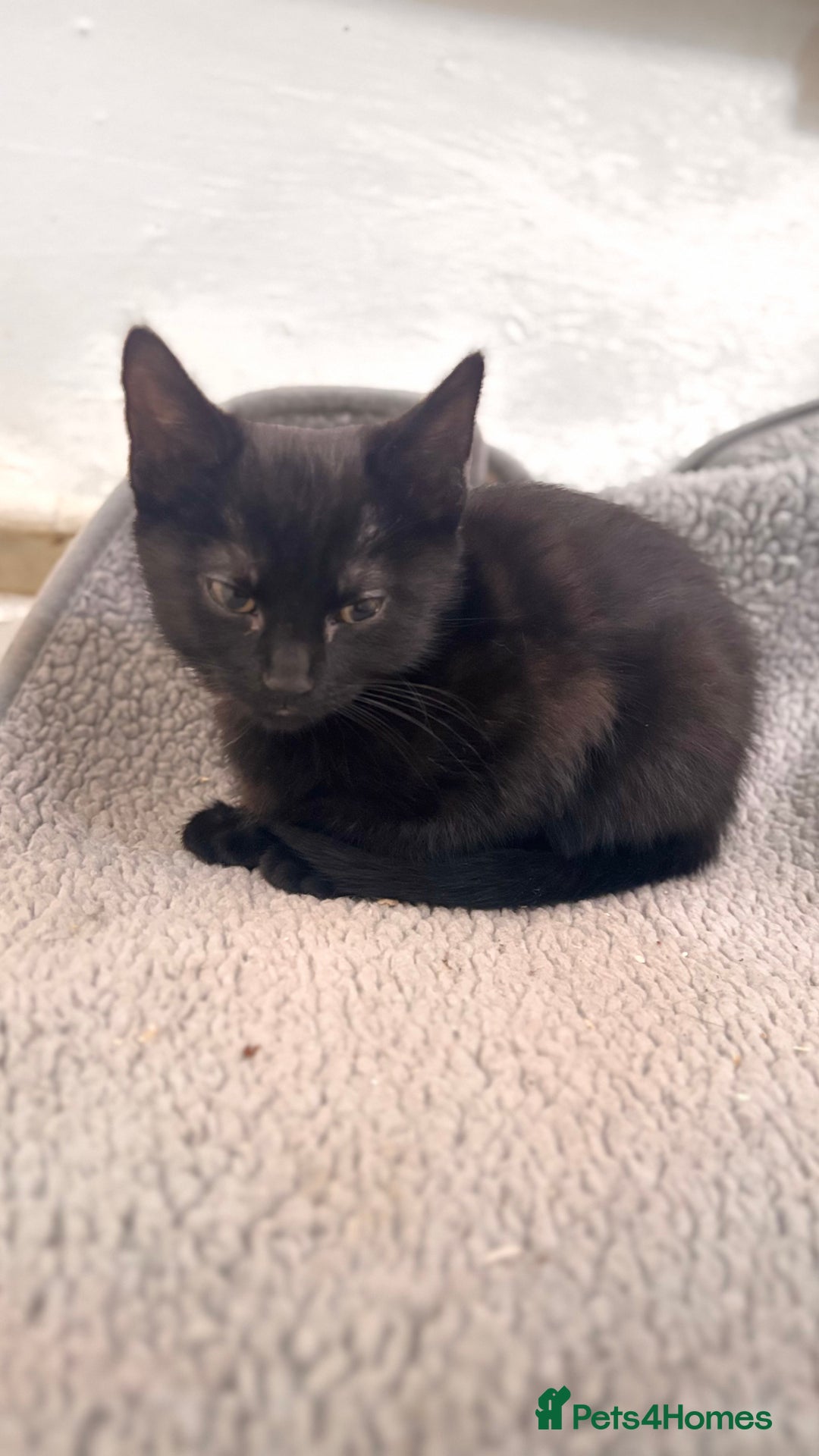 Mixed Breed cats for sale: 2 female black kittens and a tabby male  - Image 10