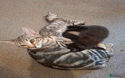 Maine Coon cats for sale: Gorgeous Maine Coon Cross Siamese kittens - Image 7