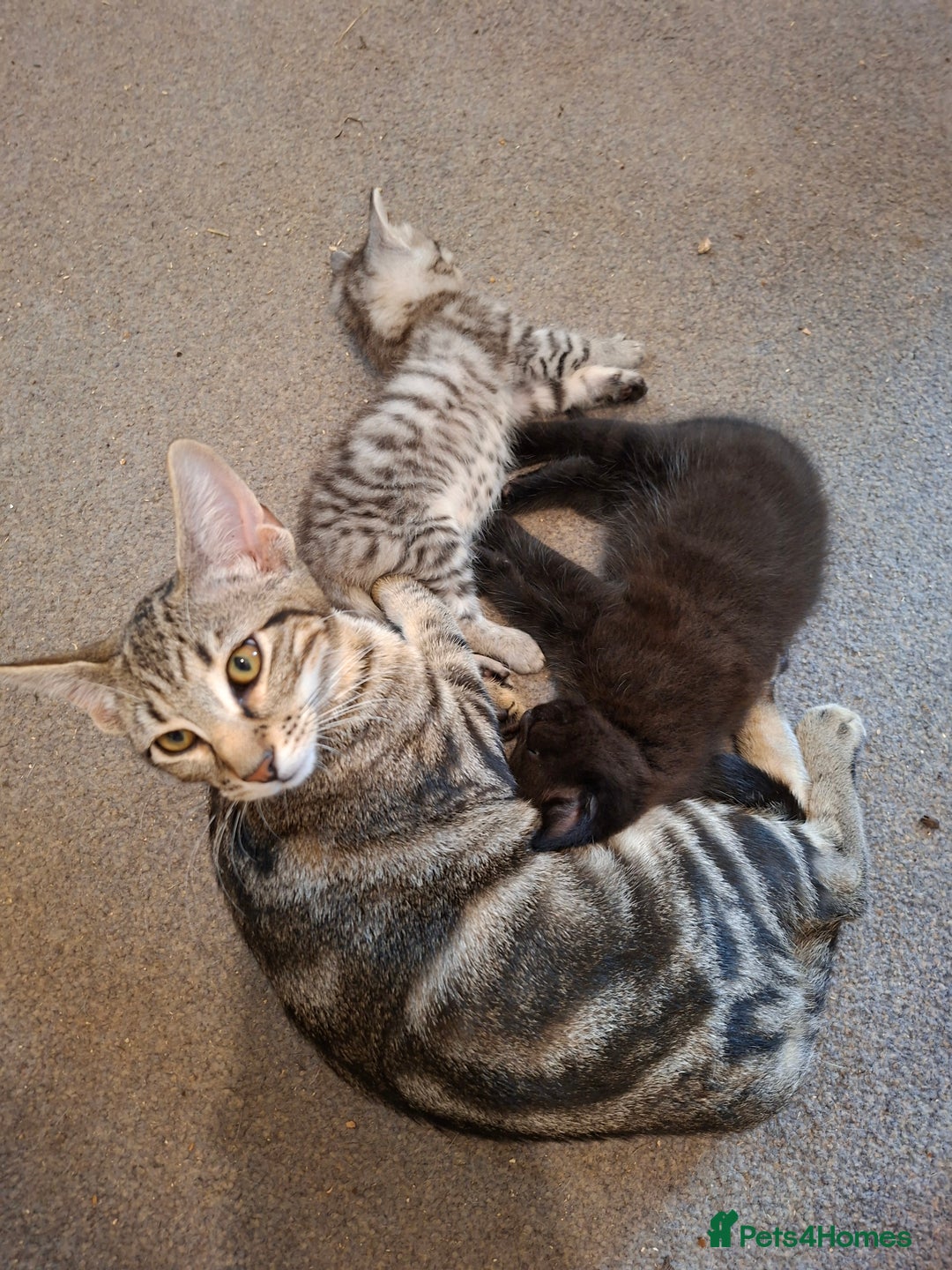 Maine Coon cats for sale: Gorgeous Maine Coon Cross Siamese kittens - Image 7