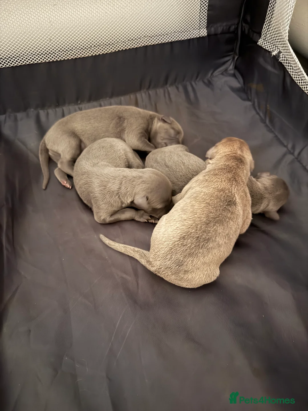 Whippet dogs for sale: Beautiful KC registered whippet pups - Advert 12