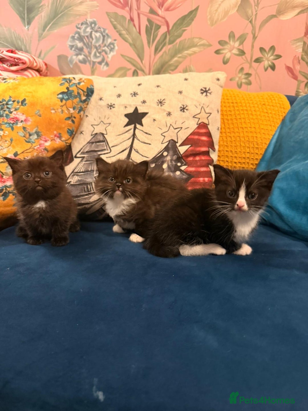 Mixed Breed cats for sale: 4 Beautiful 1\4 ragdoll kittens  - Advert 4