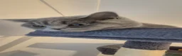 British Shorthair cats for sale: British short hair 7 month old  in Boston - Advert 7