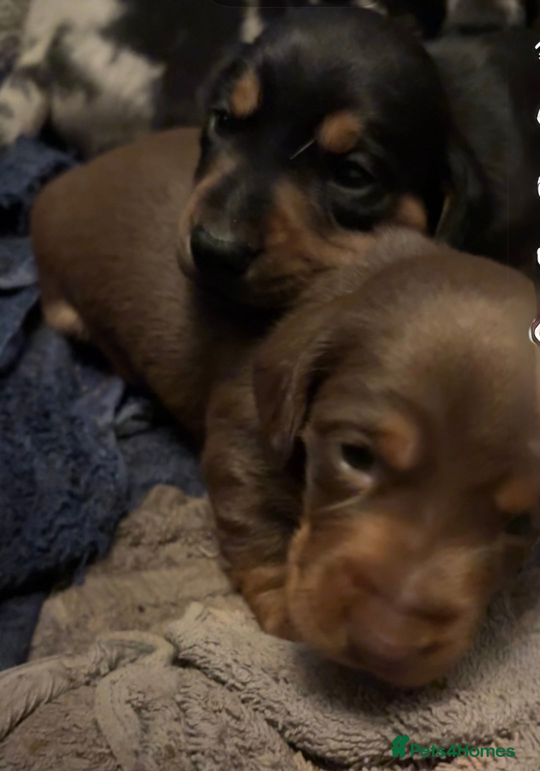 Miniature Dachshund dogs for sale: Miniature dachshund puppies  - Advert 9