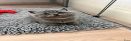 British Shorthair cats for sale: GCCF reg/British Shorthair kittens - Advert 13