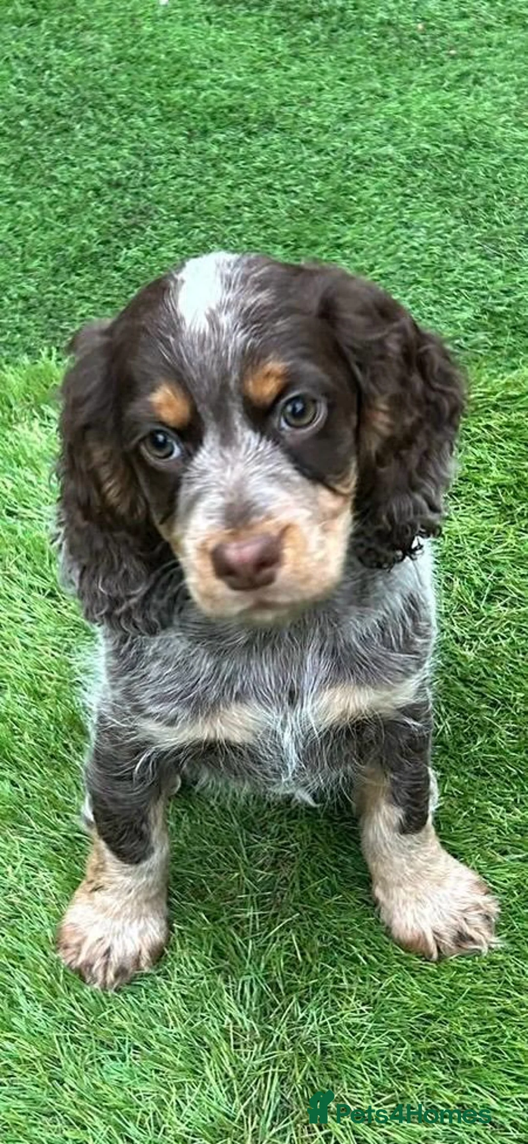 Cocker Spaniel dogs for stud: Proven KC Reg Health Tested Working Cocker in Aylesbury - Advert 5