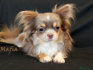 Chihuahua dogs Lilac and tan Russian import stud dog DNA tested in Rotherham - Advert 7