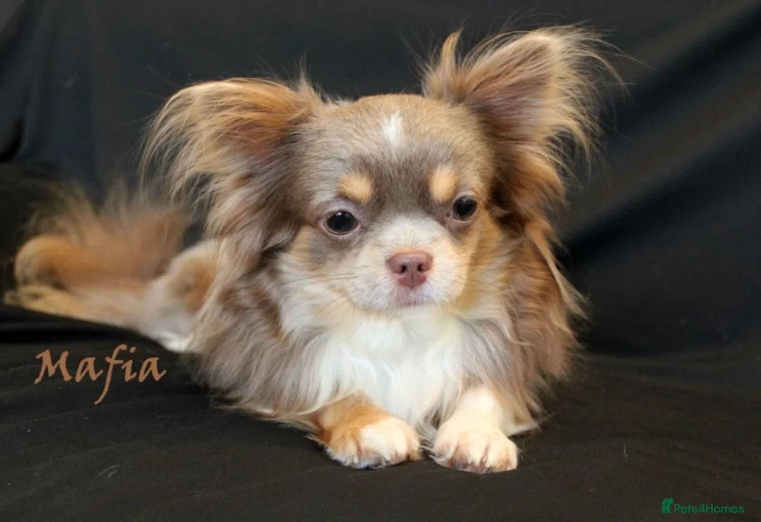 Chihuahua dogs for stud: Lilac and tan Russian import stud dog DNA tested in Rotherham - Advert 1