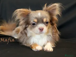 Chihuahua dogs Lilac and tan Russian import stud dog DNA tested in Rotherham - Advert 2