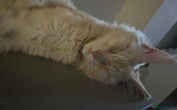 Maine Coon cats for sale: 1 year old Maine Coon Pair - Advert 9