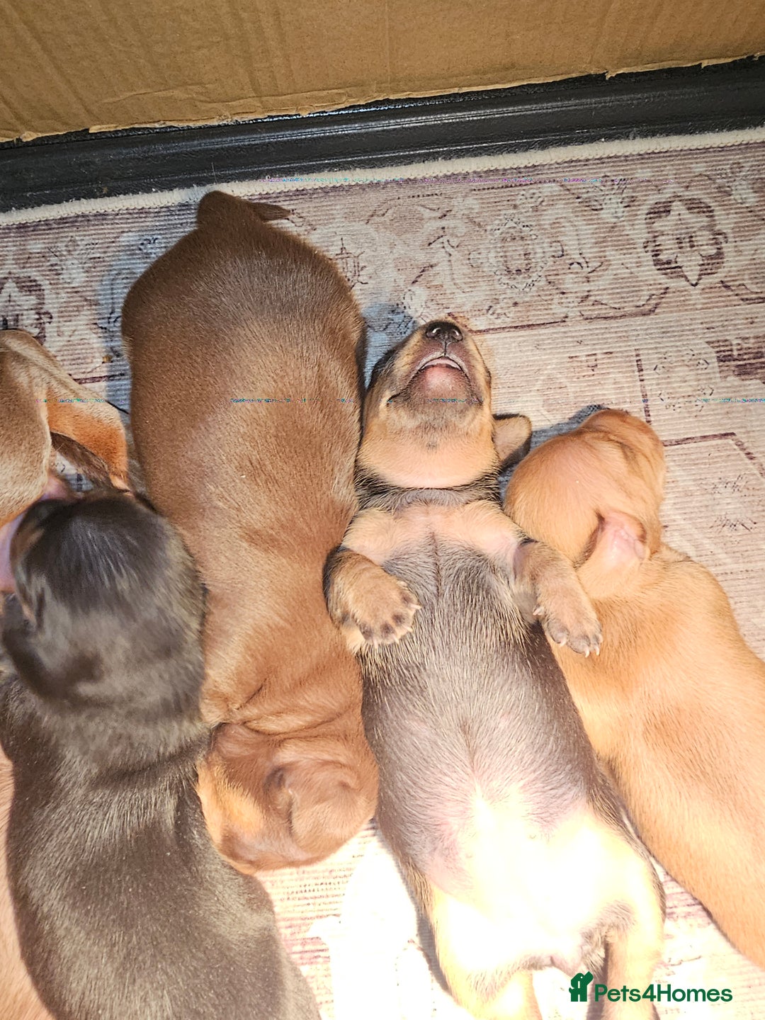 Dachshund dogs for sale: Dachshund puppies - Advert 15