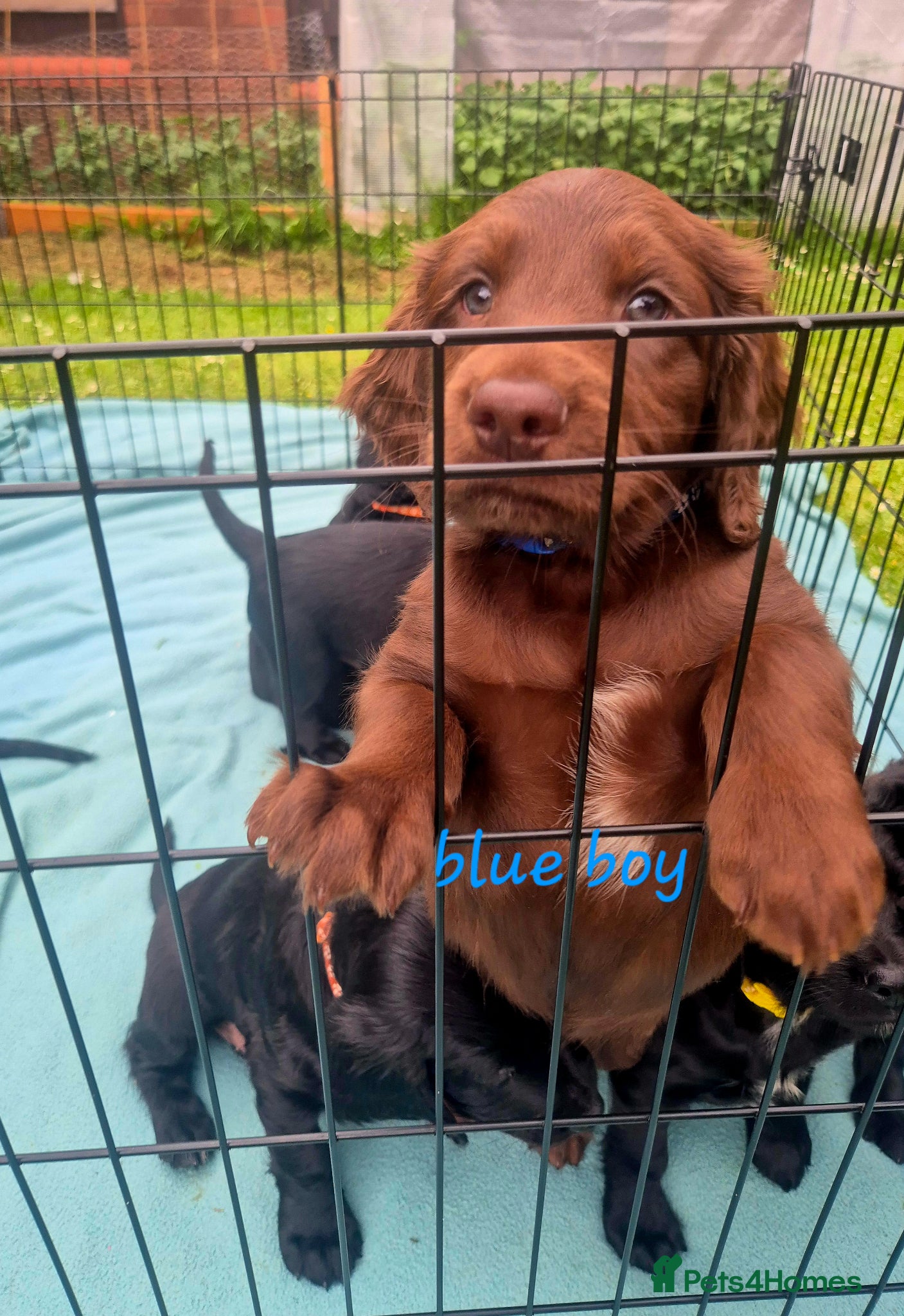 Sprocker dogs Sprocker Puppies Cocker Spaniel x Springer Spaniel - Advert 2