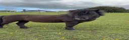 Shetland pony horses for sale: Perfect Shetland Pony - Advert 9