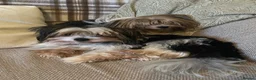 Biewer Terrier dogs for sale: Biewer terrier puppies - Advert 3