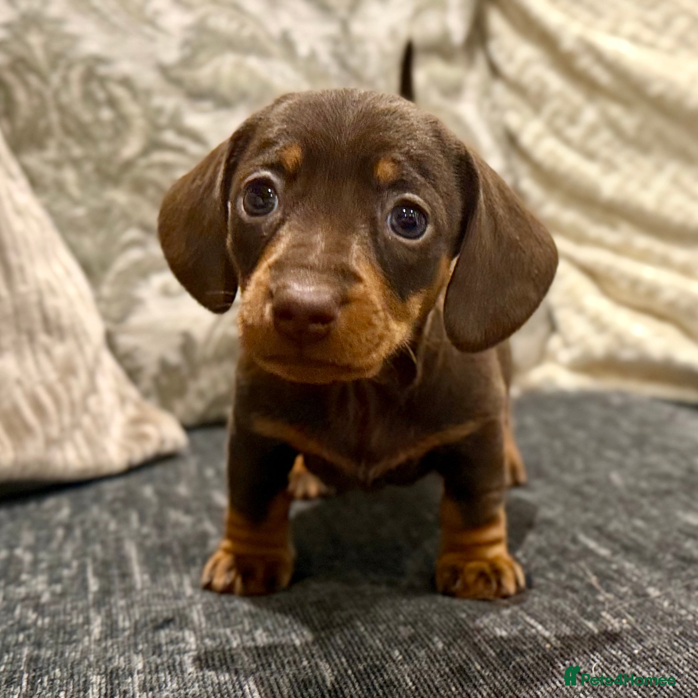 Miniature Dachshund dogs Mini Dachshund Pups LICENSED BREEDER - Advert 3