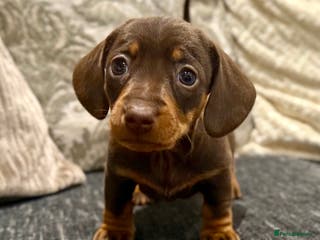 Miniature Dachshund dogs Mini Dachshund Pups LICENSED BREEDER - Advert 15